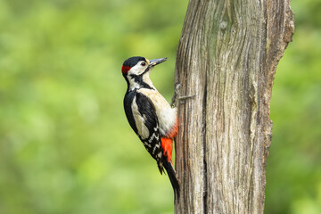 Great Spotted Woodpecker, Scientific name:  Dendrocopos major. Close up of a male Great Spotted Woodpecker in Springtime, pecking at a tree for food.  Horizontal.  Copy space