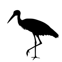 Hunting elegant stork vector silhouette illustration isolated on background. Visitant migration bird animal stork finding food in water. Water echo system. Shape stork shadow.