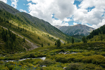 Obraz premium A green plateau in the middle of the Altai mountains in sunny summer weather, Russia