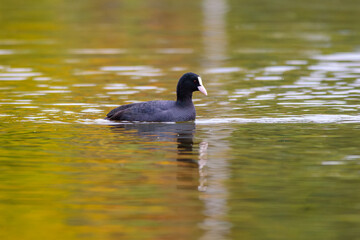 Eurasian coot Duck Swimming in Autumn Lake