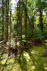 Obraz premium A beautiful fall landscape in woods with green trees and moss in Quebec, Canada