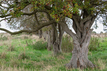 A ghost hedge, where hawthorn trees (crataegus monogyna) show where a field boundary used to be.