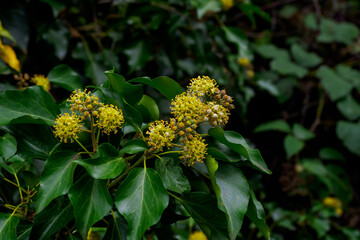 canada goose by the lake