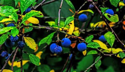 sloe on the hedge