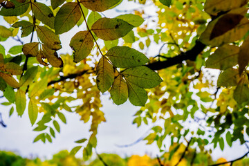 tree leaf and sky
