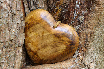 Heart shaped wood heart tucked in the trunk of a tree.