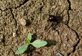 Black Widow Spider in natural outdoor setting.  Red hourglass on underbelly of this poisonous shiny black spider.