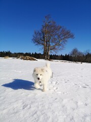 Adorable White Samoyed Puppy Running Towards Camera in Snow