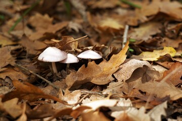 Low-angle close-up photo of three small Pluteus pellitus mushrooms emerging from brown oak leaves on the forest floor illuminated by warm sunlight