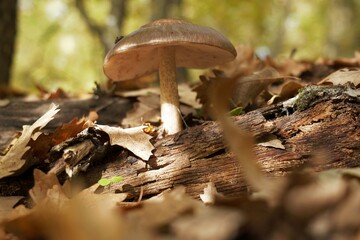 Close-up photo of a Pluteus cervinus or Pluteus atricapillus mushroom growing from a fallen oak log surrounded by brown autumn leaves and lit by warm sunlight in the forest