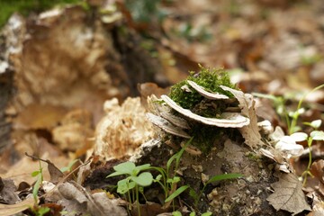 Close-up photo of a Trametes fungus growing on the forest floor among fallen oak leaves, logs, grasses, and tree moss in an autumn oak forest