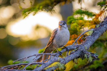 Gray Jay Bird Curiously Looking at Camera from Tree