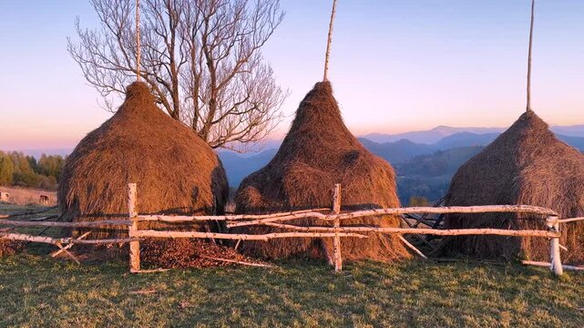autumn, Carpathians, Ukraine. The Hutsul highlanders are engaged in traditional trades - agriculture and cattle breeding, they store hay in stacks for the winter