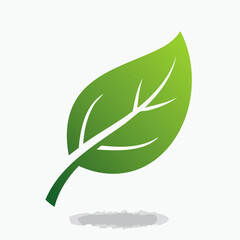 green leaf isolated on white