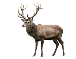 Elegant Male Deer with Large Antlers Standing Side Profile, isolated on a transparent background