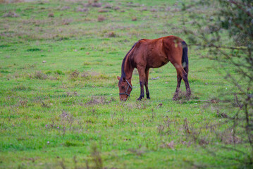 Brown Horse Grazing in a Green Field