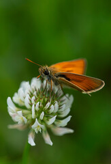 Karłątek leśny - Thymelicus sylvestris	