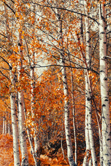 Birch grove on a sunny autumn day, beautiful landscape through the leaves and tree trunks. October colors and beautiful autumn details.