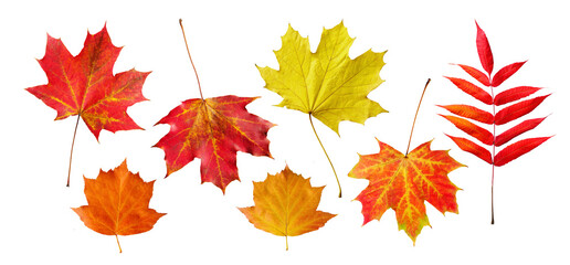 Fototapeta premium Bright autumn leaves isolated on transparent white background