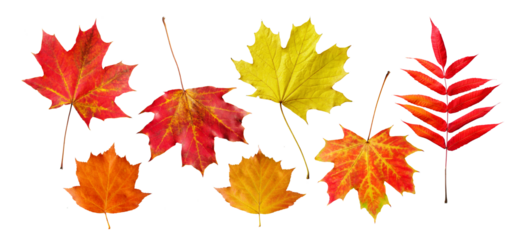 Bright autumn leaves isolated on transparent white background