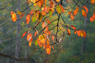 Ramo di faggio con foglie già rosse
