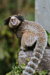 Black-tufted marmoset attentively observing in its natural habitat — Brazilian primate in focus with blurred background and detailed fur