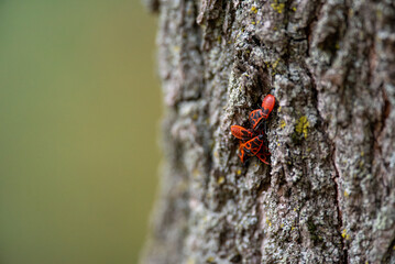 The Firebugs, Pyrrhocoris apterus on a tree bark