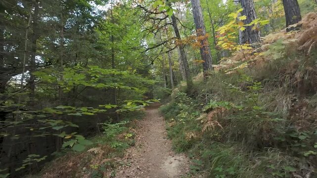 Subjective point of view walking in irati forest path