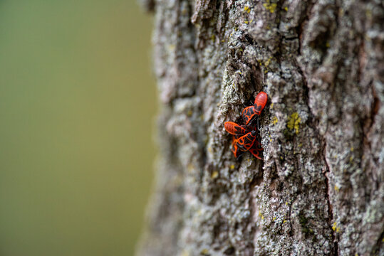 The Firebugs, Pyrrhocoris apterus on a tree bark
