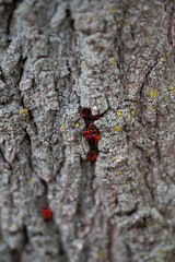 The Firebugs, Pyrrhocoris apterus on a tree bark