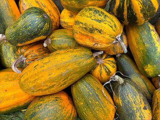 background of yellow and green pumpkins