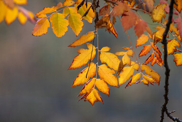 Vibrant Autumn Leaves Close-Up