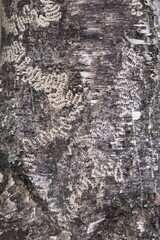 tree, texture, bark, nature, stone, rock, pattern, wood