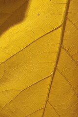 texture, yellow, pattern, material, paper, textured, wallpaper, wall, leather, fabric, backgrounds, surface, color, closeup, orange, backdrop, textile, rough, macro, design, blank, canvas, gold, paint