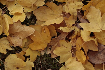 texture, yellow, pattern, material, paper, textured, wallpaper, wall, leather, fabric, backgrounds, surface, color, closeup, orange, backdrop, textile, rough, macro, design, blank, canvas, gold, paint