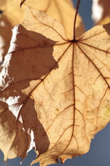 texture, yellow, pattern, material, paper, textured, wallpaper, wall, leather, fabric, backgrounds, surface, color, closeup, orange, backdrop, textile, rough, macro, design, blank, canvas, gold, paint