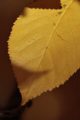 texture, yellow, pattern, material, paper, textured, wallpaper, wall, leather, fabric, backgrounds, surface, color, closeup, orange, backdrop, textile, rough, macro, design, blank, canvas, gold, paint