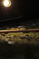  nature, wildlife, isolated, slow, water, baby, closeup, green, close, bug 