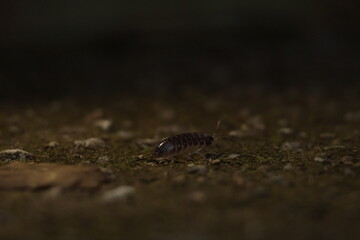  nature, wildlife, isolated, slow, water, baby, closeup, green, close, bug 