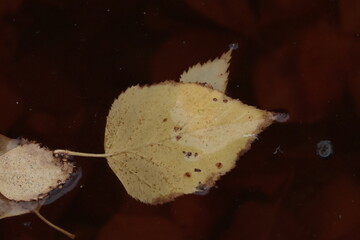 breakfast, food, bread, healthy, yellow , leaf 