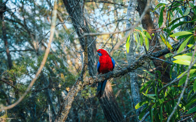 Crimson Rosella on the branch