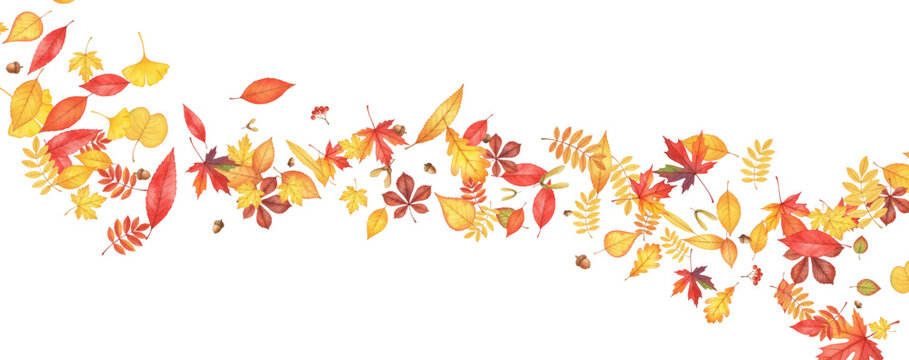 Autumn leaves vector design. Various foliage shapes and colors, including maple, oak, rowan leaves, with acorns and seeds, perfect for seasonal flyers, fall elements.