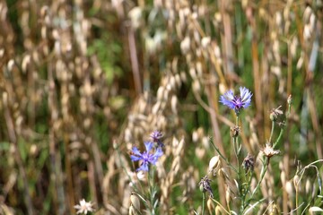 Cornflowers blooming in oat field