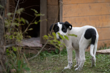Black and White Puppy Near Wooden Doghouse