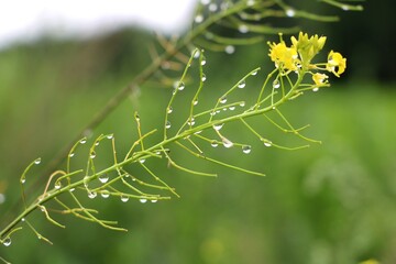 Rain droplets along green plant stem
