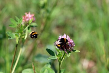 Two bumblebees on clover flower