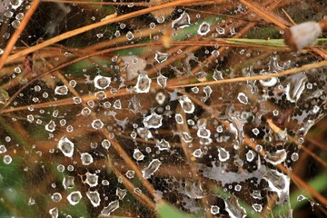 Raindrops on spiderweb among pine needles