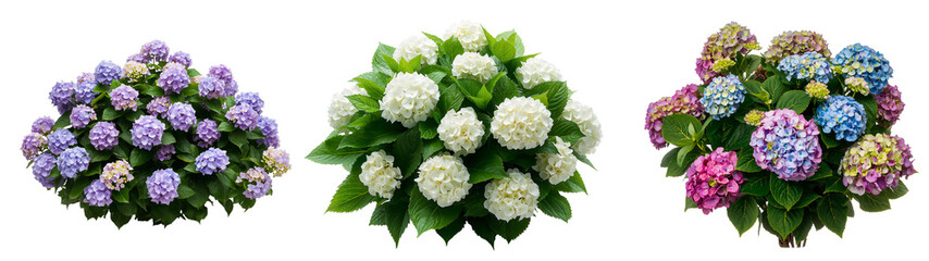 A beautiful bush of garden hydrangeas isolated on a transparent background