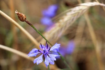Blue cornflower in cereal field