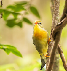 red-billed leiothrix